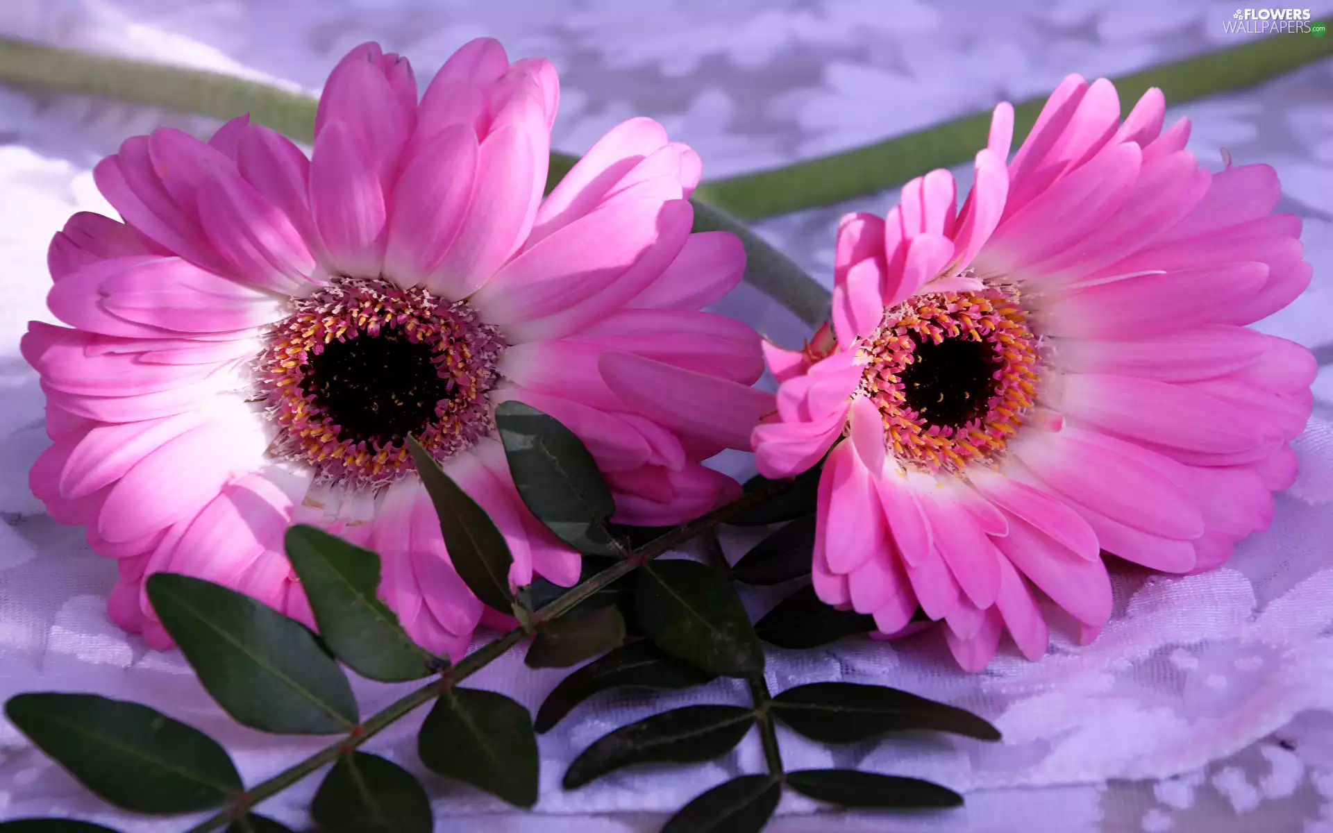 Pink, Two cars, Twigs, Leaf, gerberas, Flowers