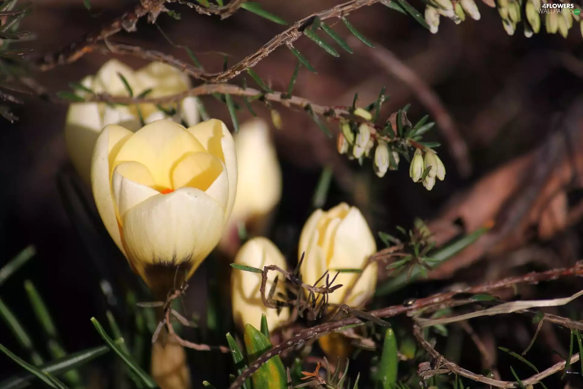 Twigs, yellow, crocuses