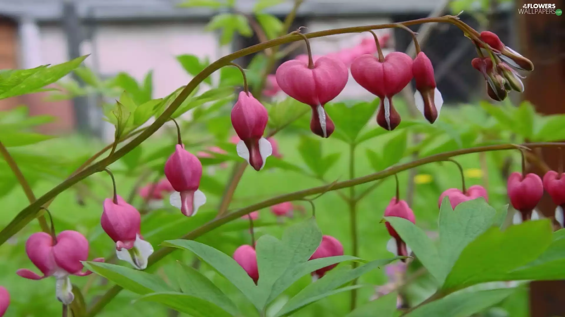 Twigs, Flowers, hearts