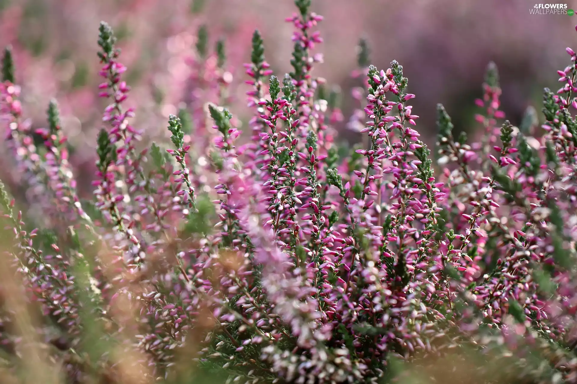 Twigs, lilac, heathers