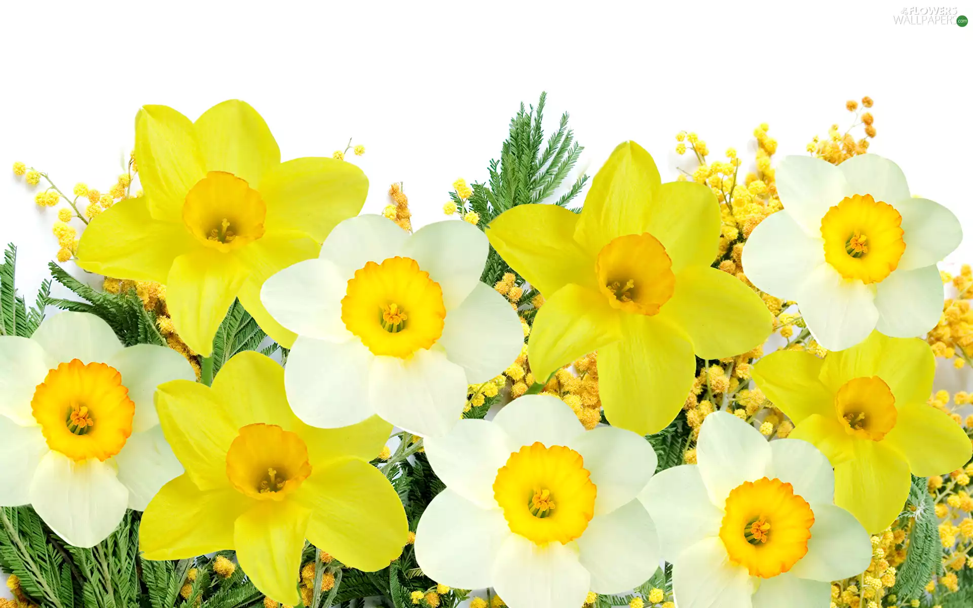 Flowers, Twigs, White Background, Jonquil