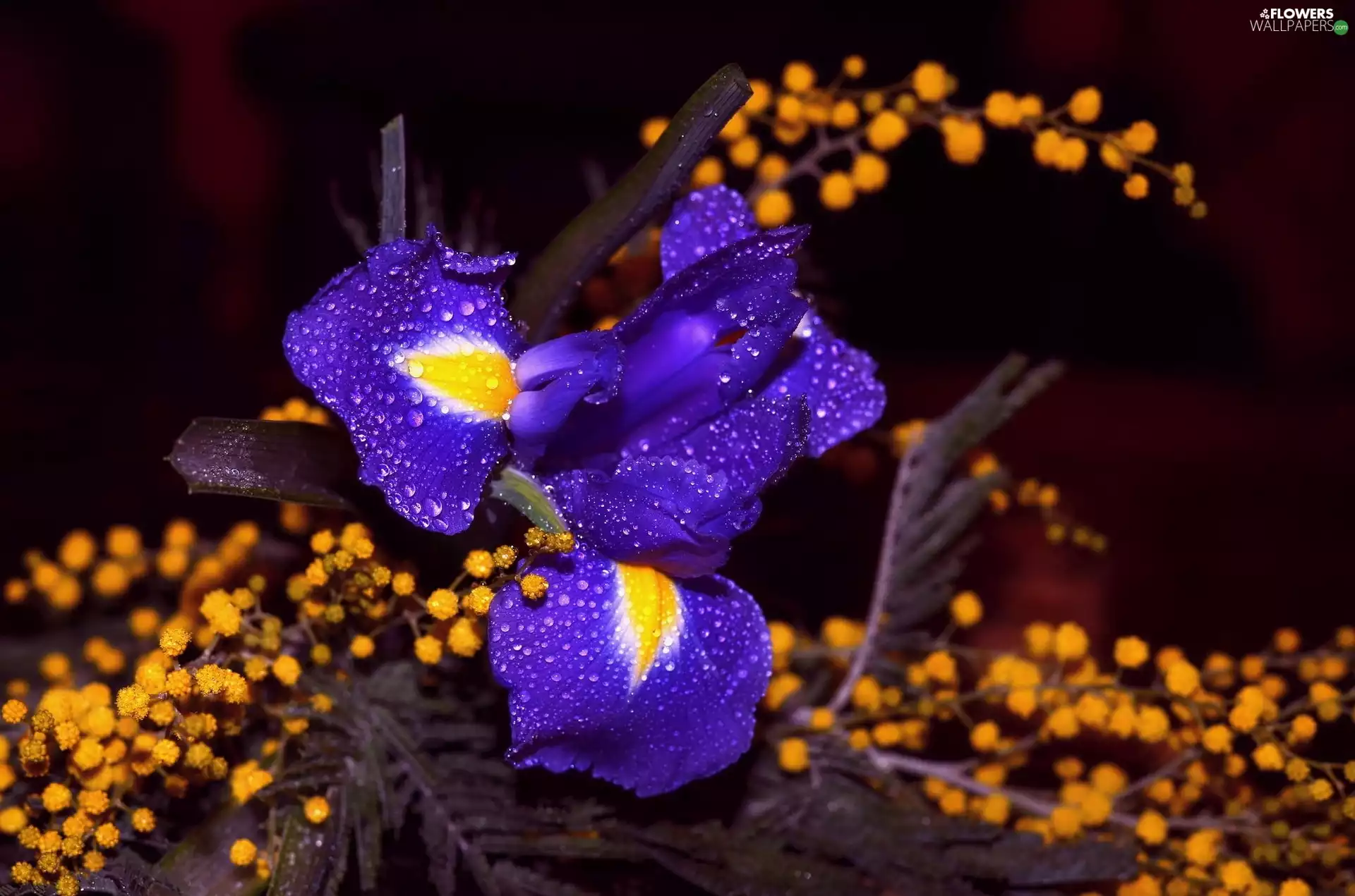 Twigs, Yellow, iris, Blue, Colourfull Flowers