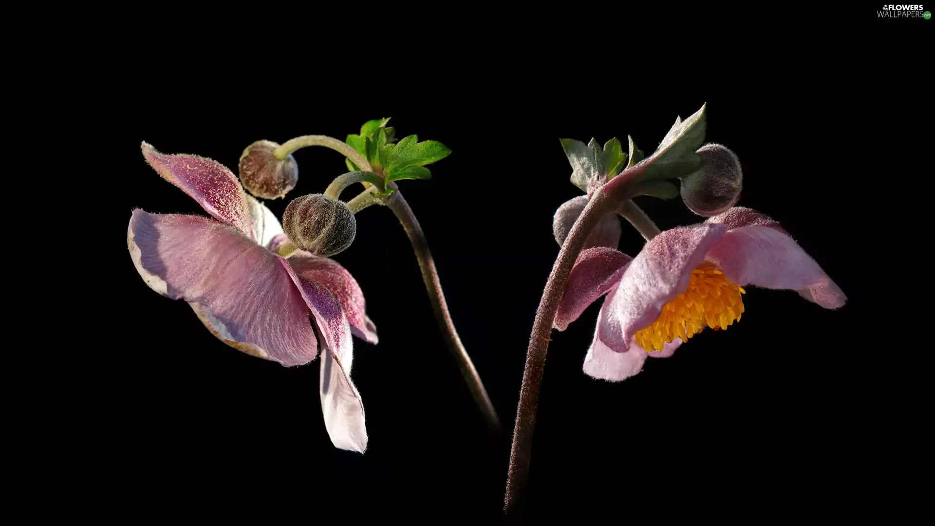 rapprochement, black background, Two cars, Anemones, Flowers
