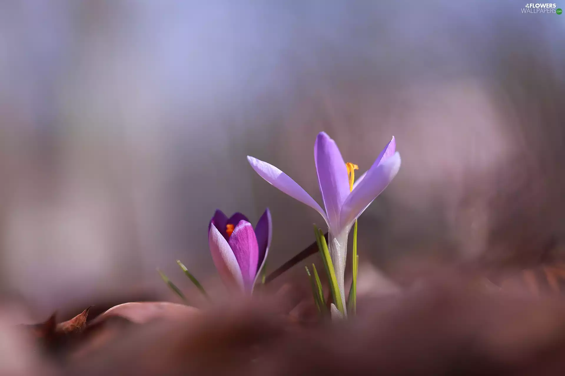 purple, Two cars, Flowers, crocuses