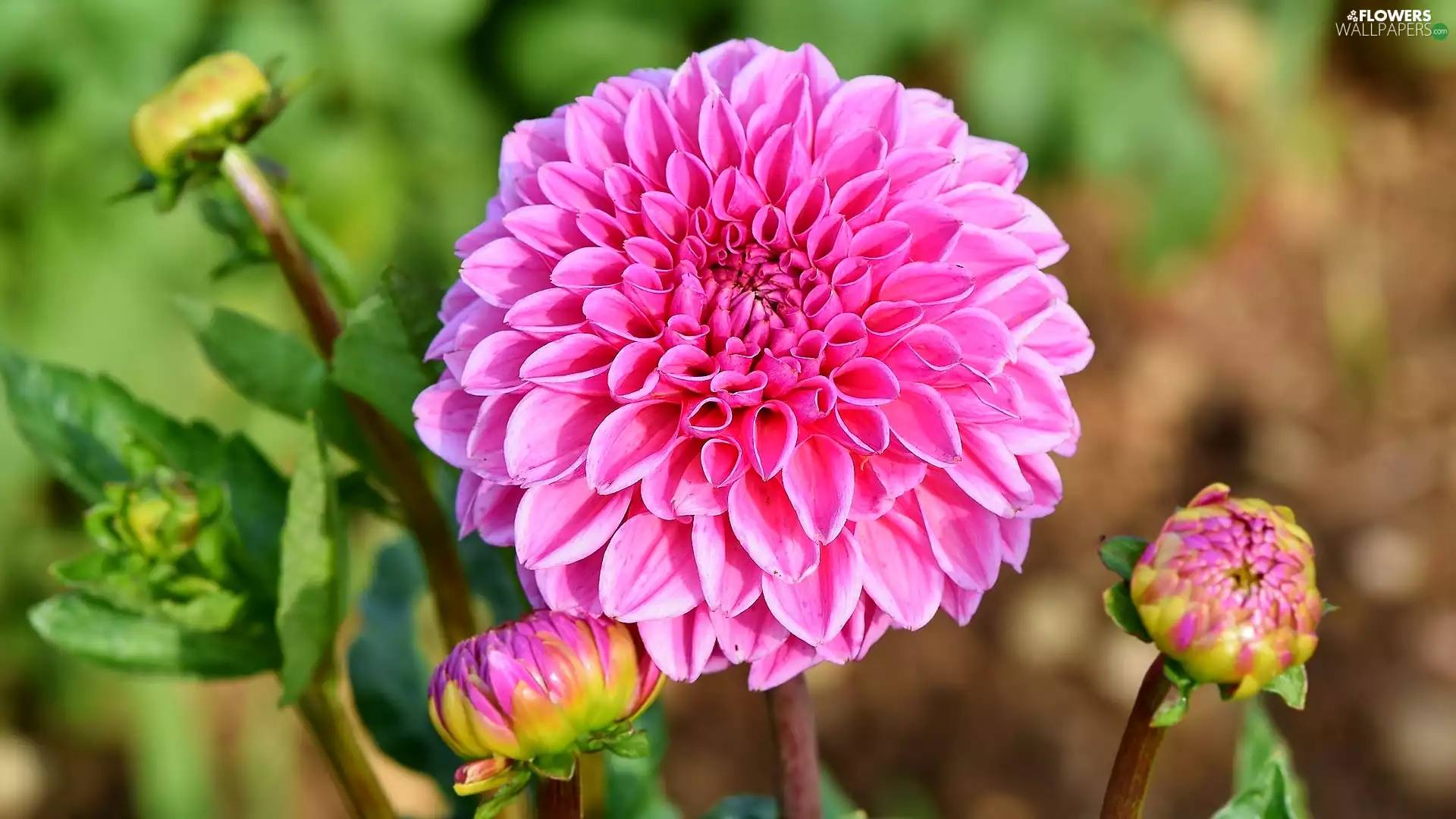 Pink, Two cars, Buds, Dalia