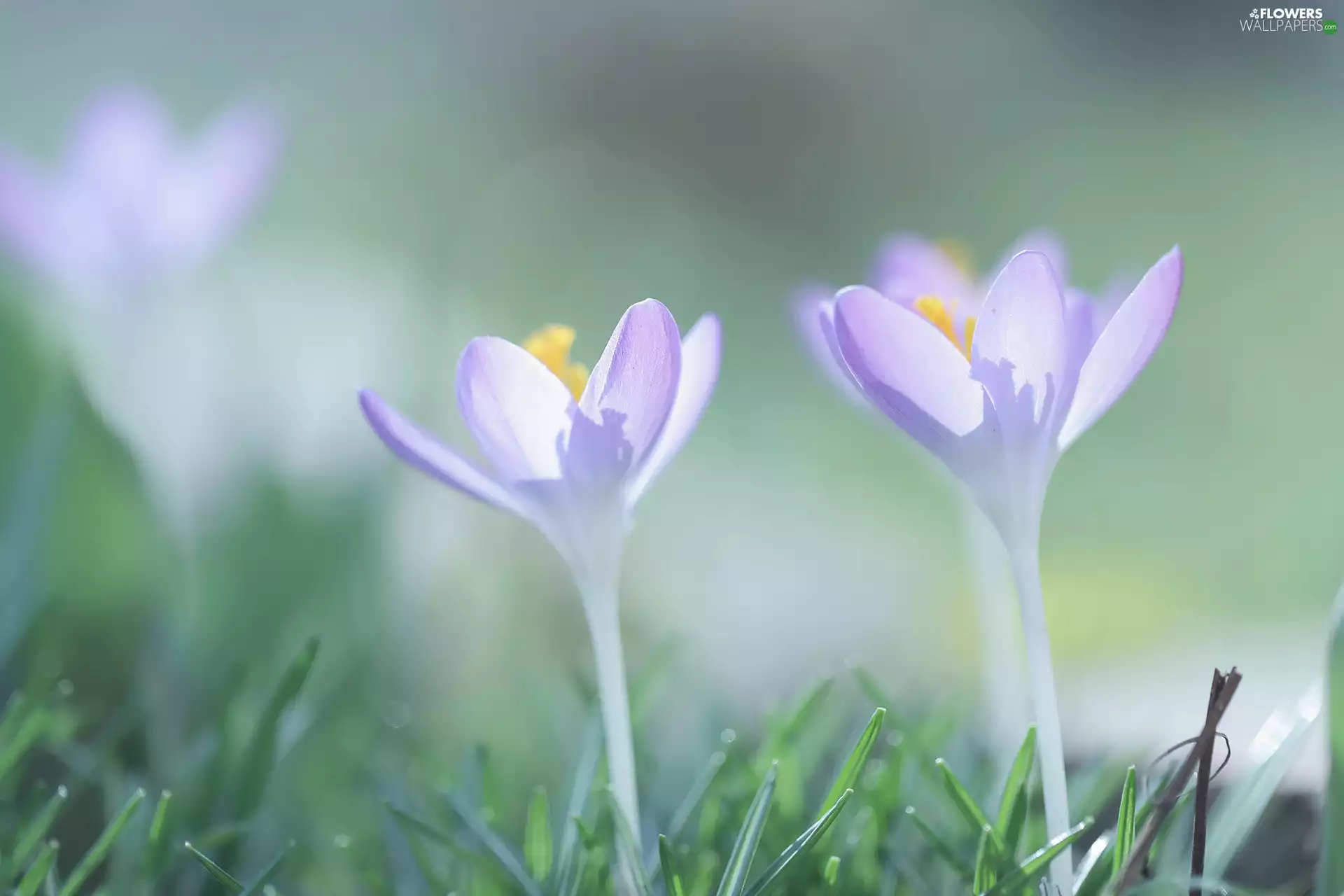 crocuses, Two cars, Flowers, purple