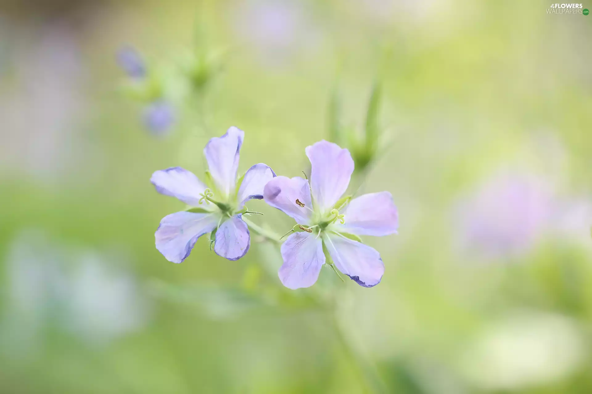 geranium, Two cars, Flowers, purple