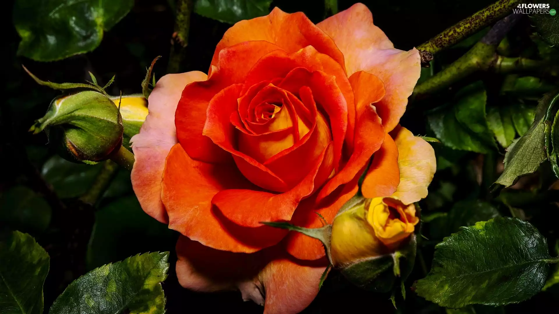 developed, Two cars, Buds, rose