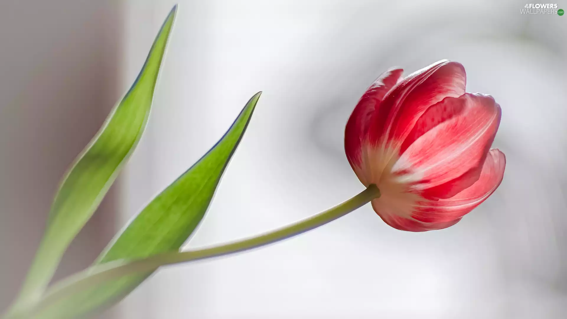 Red, Two cars, Leaf, tulip