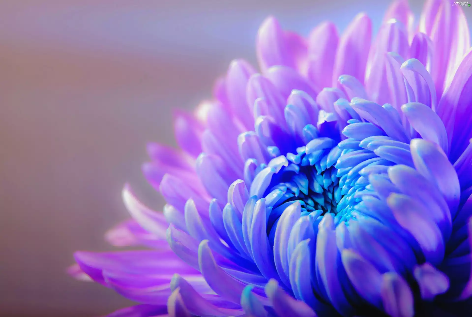 two Colors, chrysanthemum