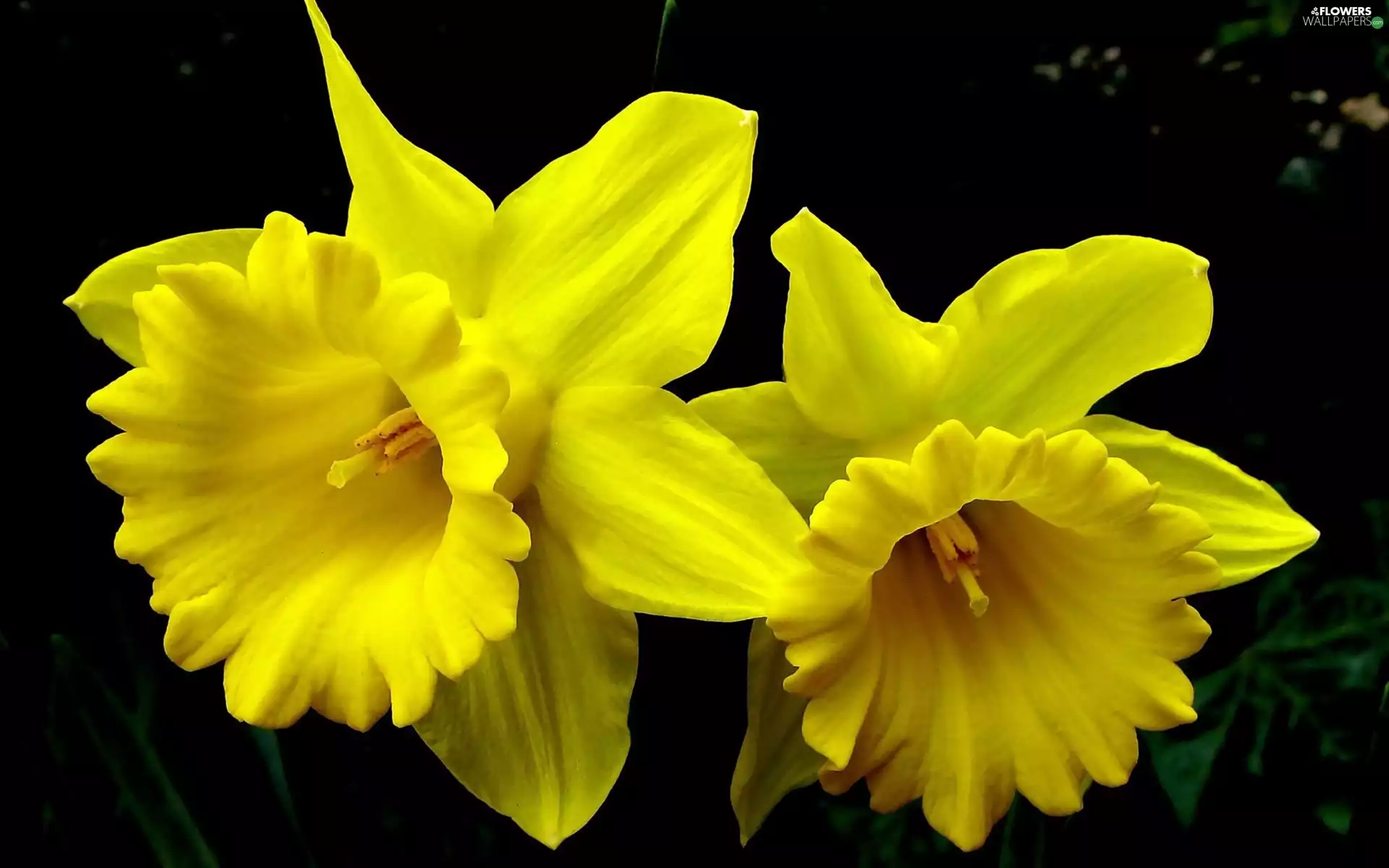 Two cars, Daffodils