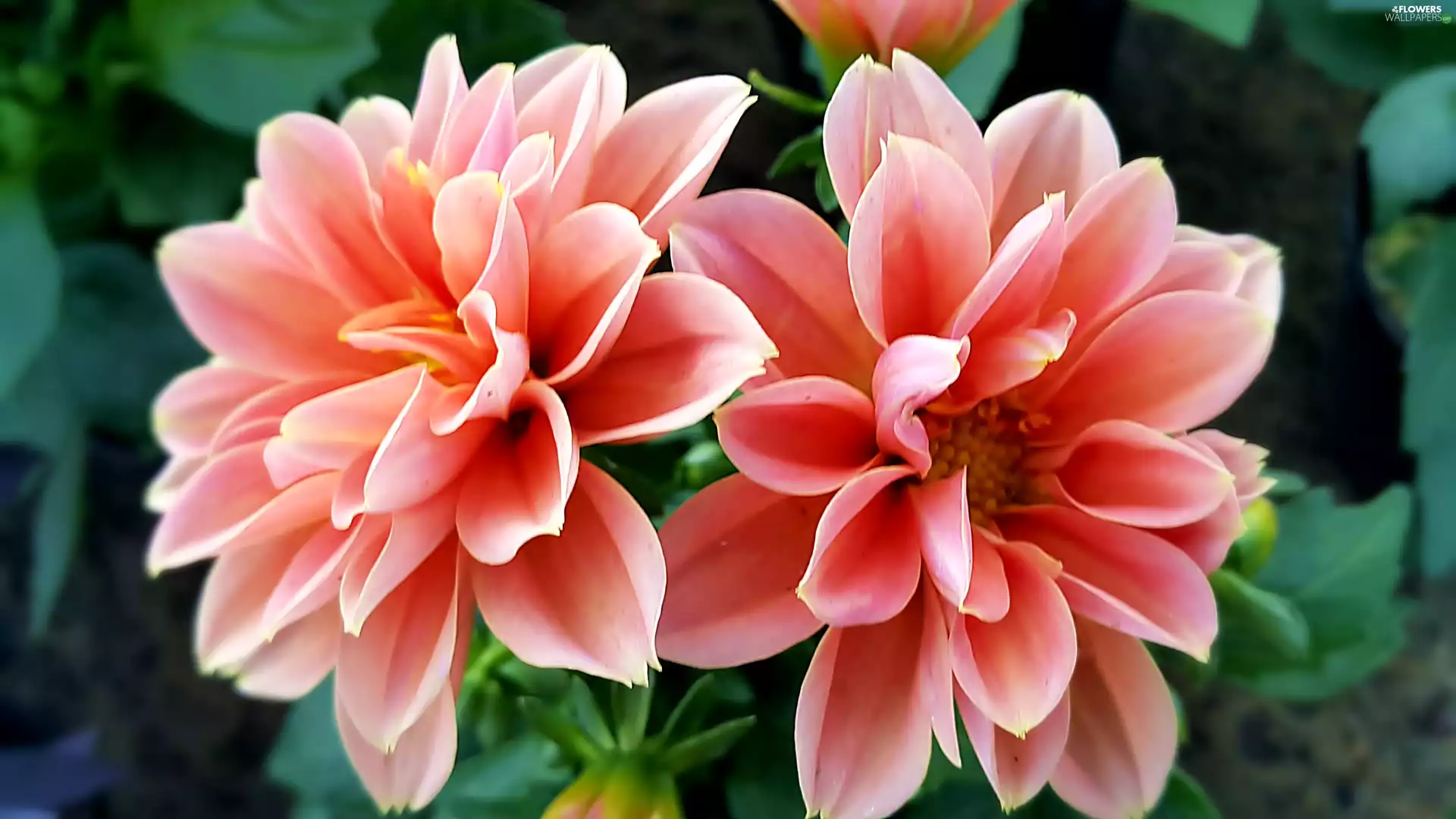 Two, dahlias