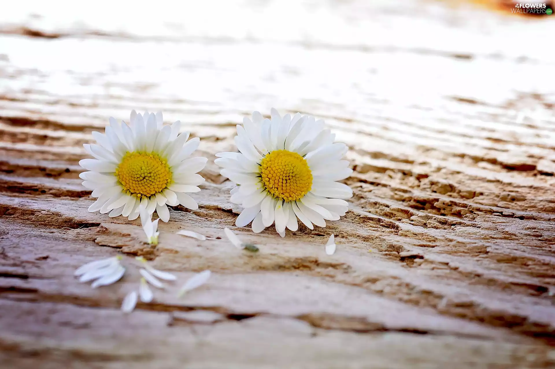 Two, daisies