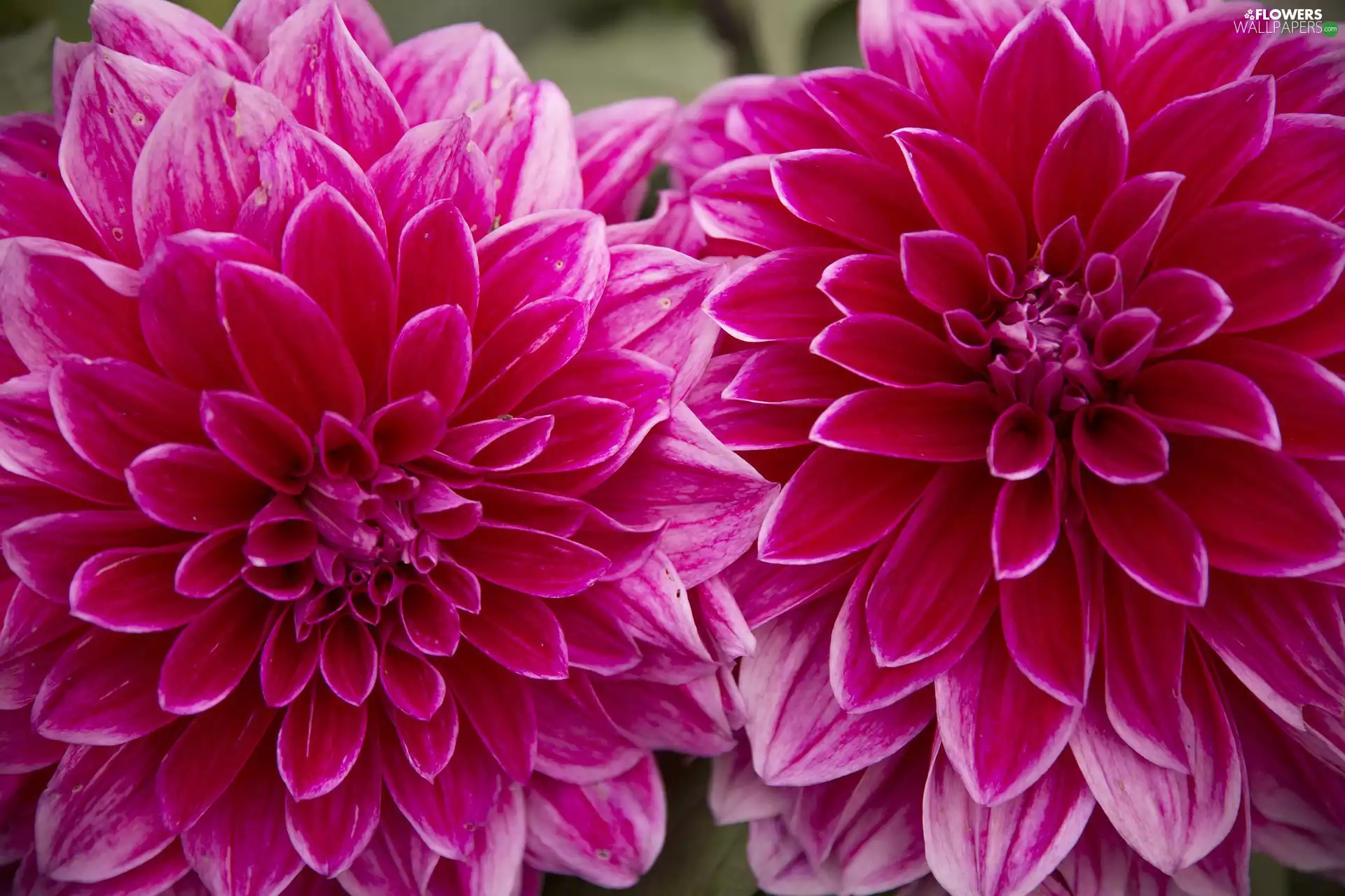 Flowers, Pink, dahlias, Two