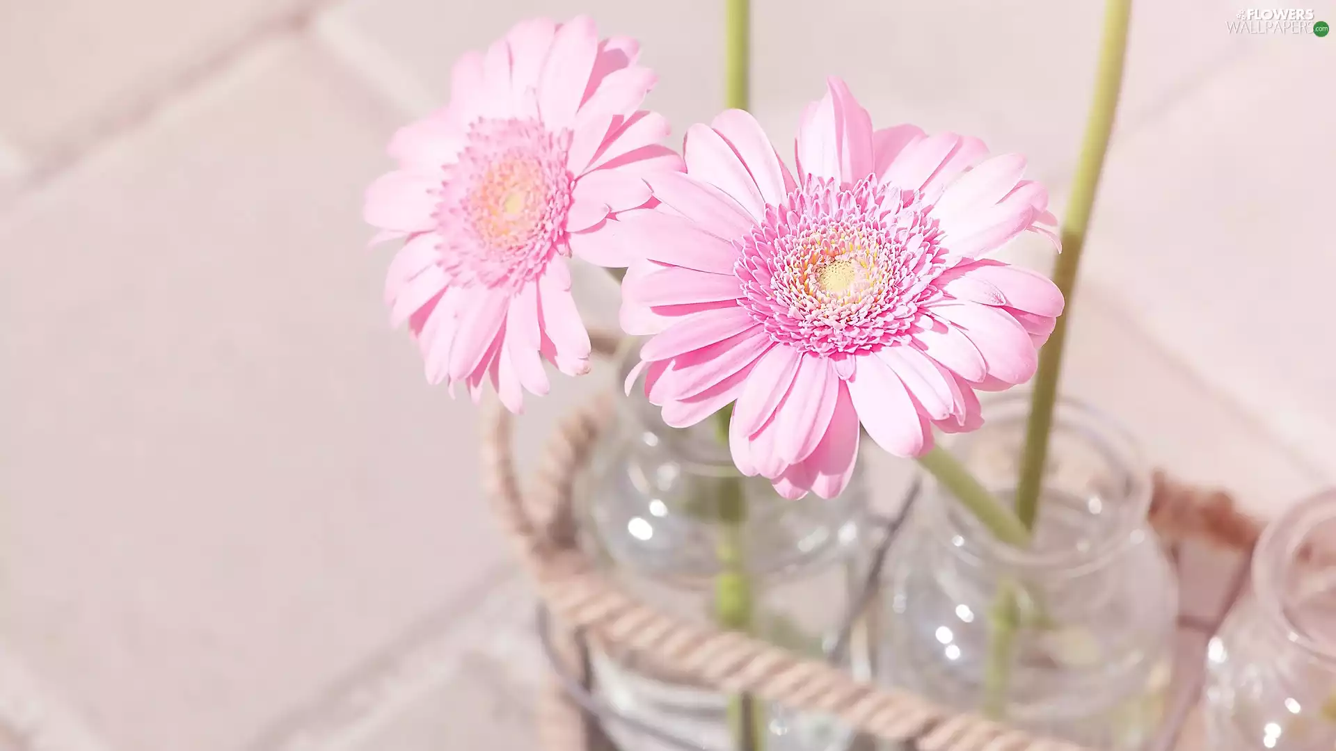Flowers, Pink, gerberas, Two