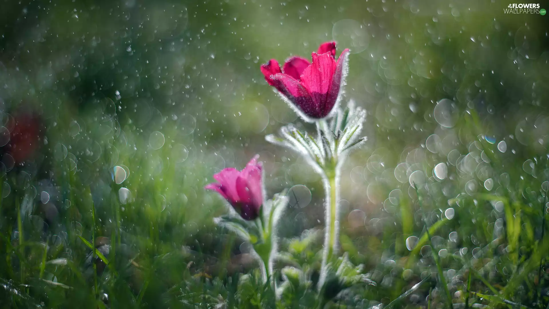 Flowers, pasque, grass, Two