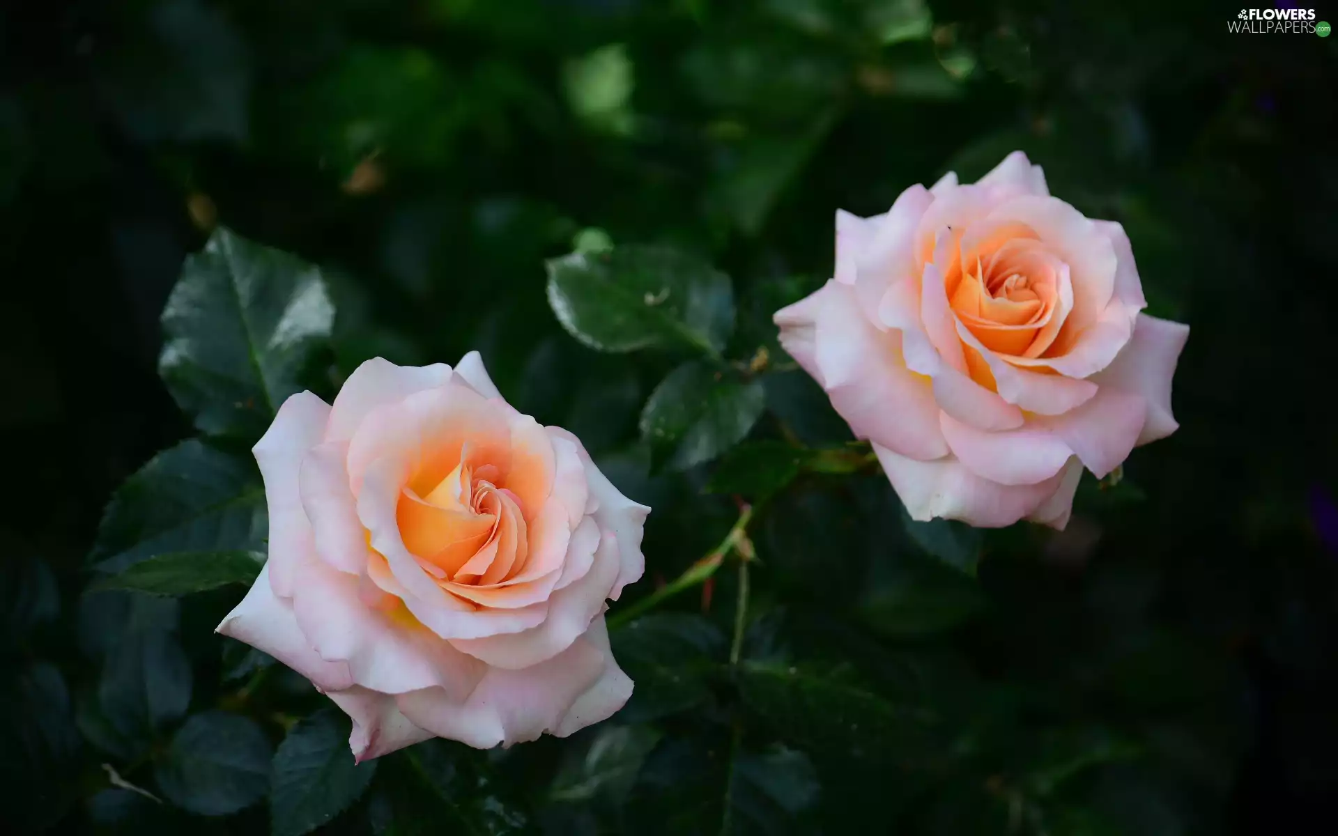 Flowers, roses, Leaf, Two