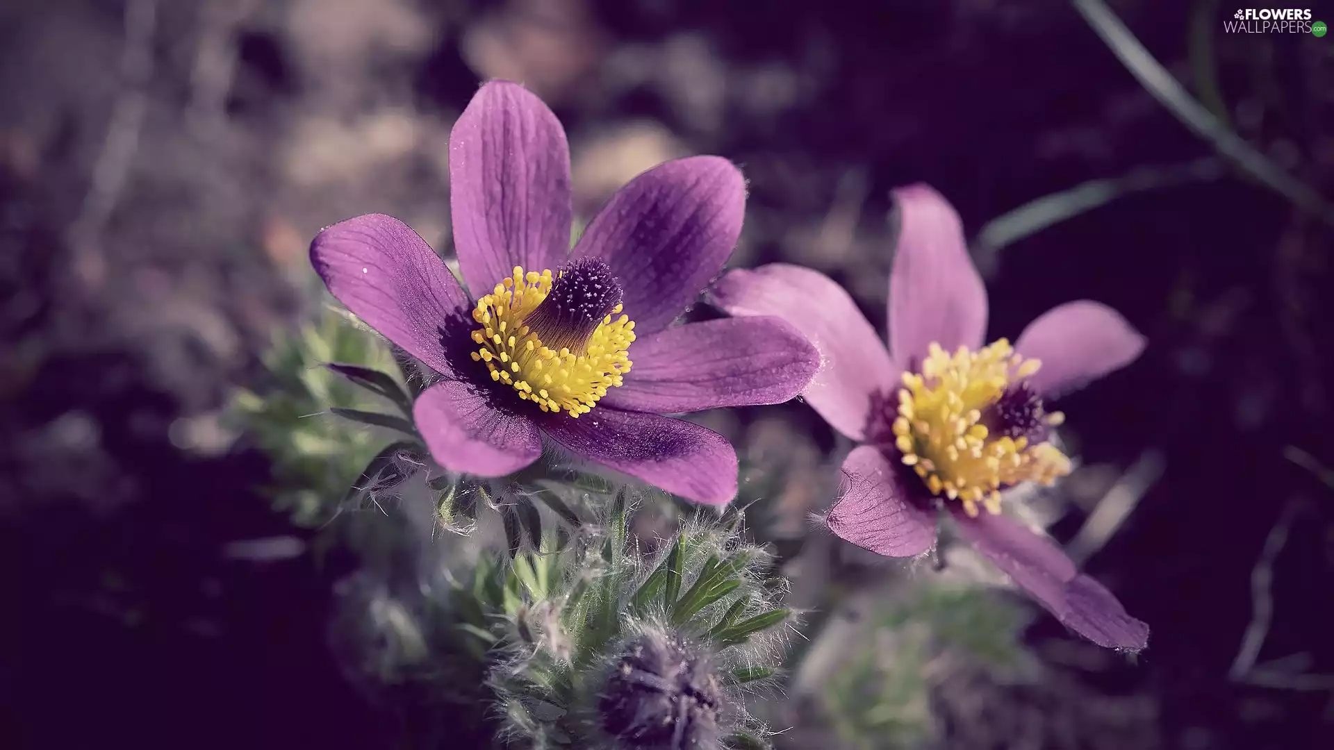 Flowers, purple, pasque, Two