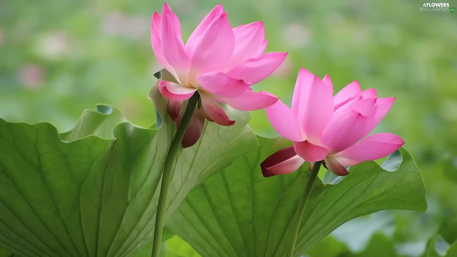 lotuses, Leaf, Flowers, Two cars, Pink