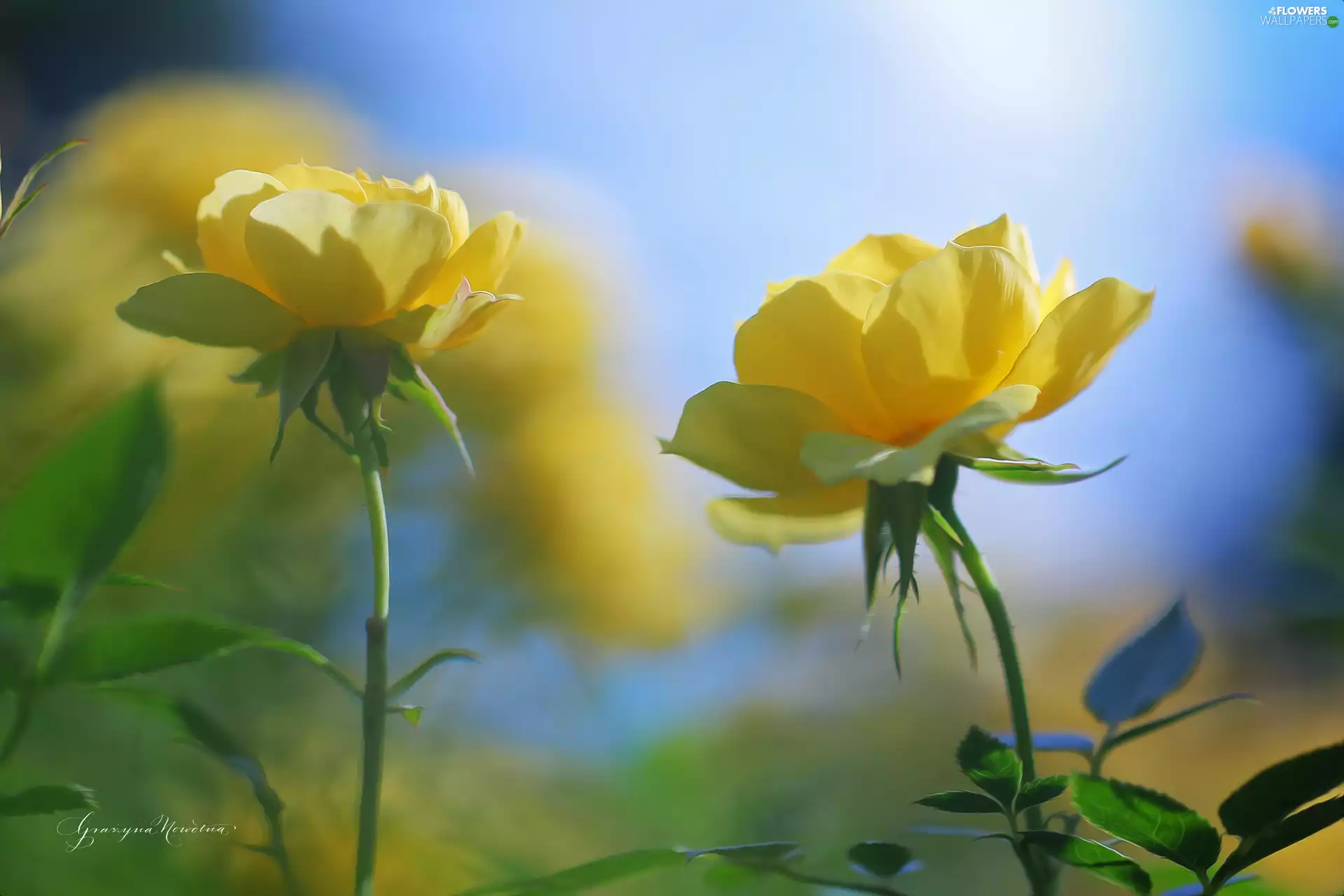 roses, Yellow, Flowers, Two