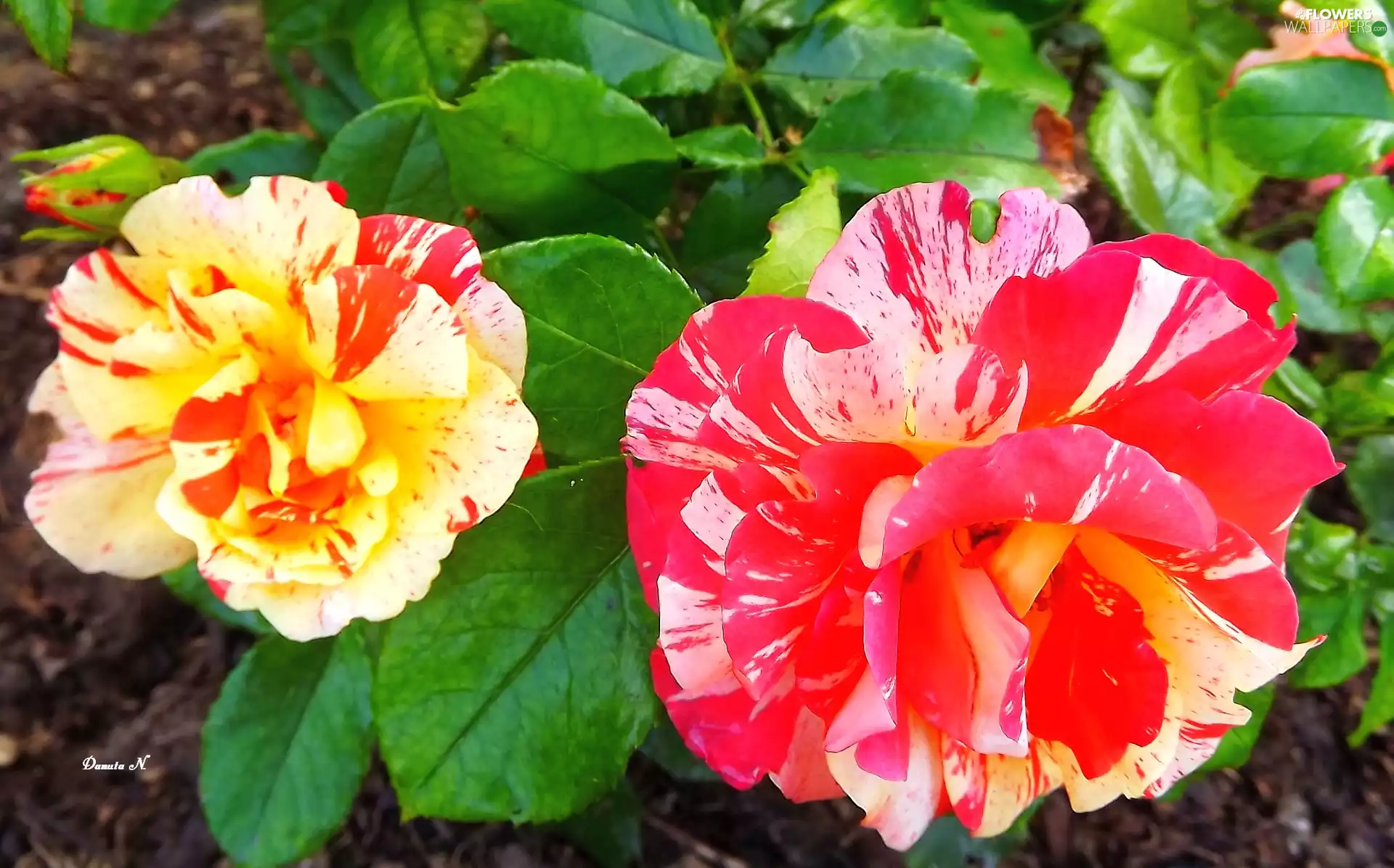 roses, Two tone, Leaf, Two