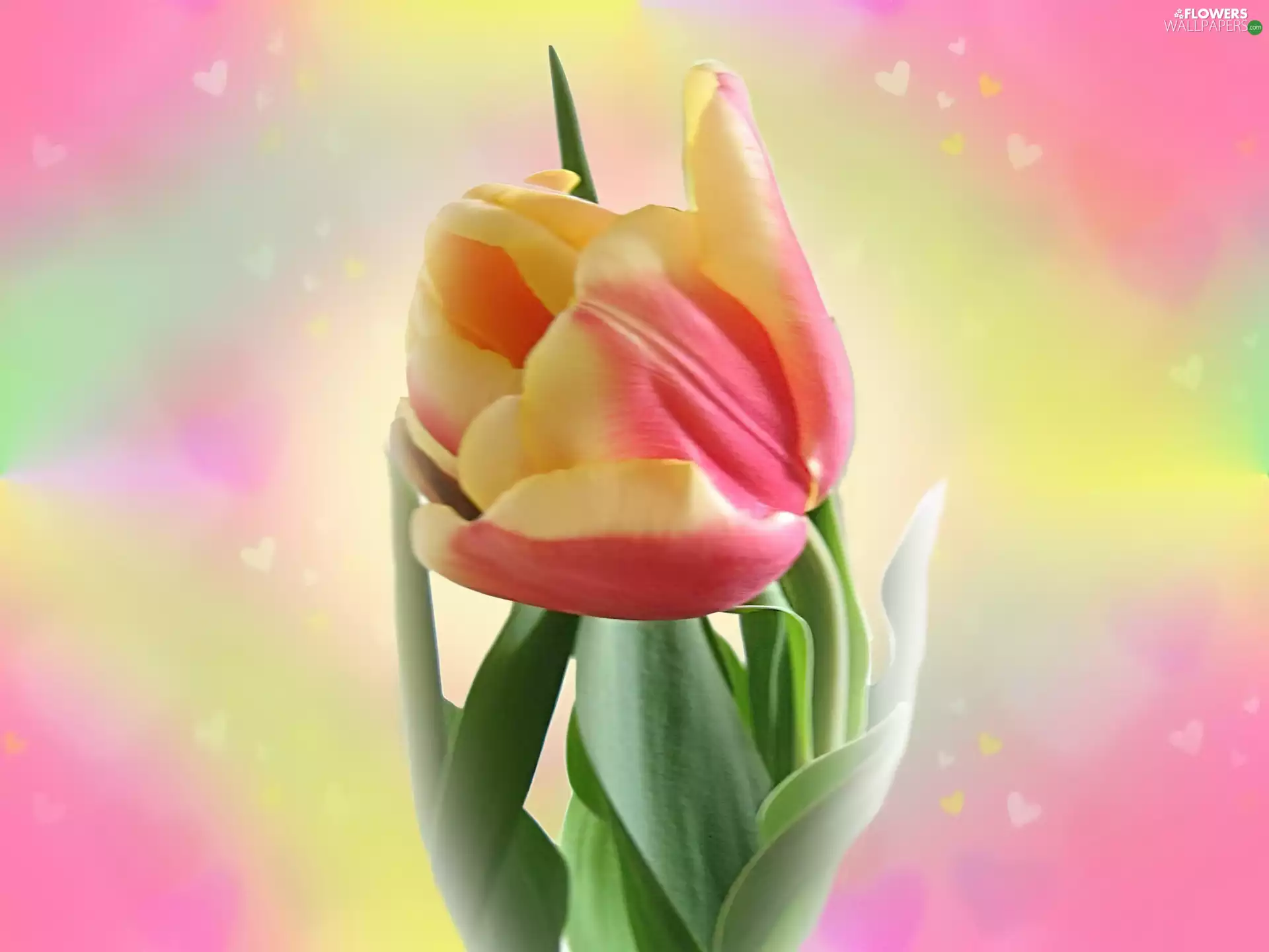 Two-tone, tulip