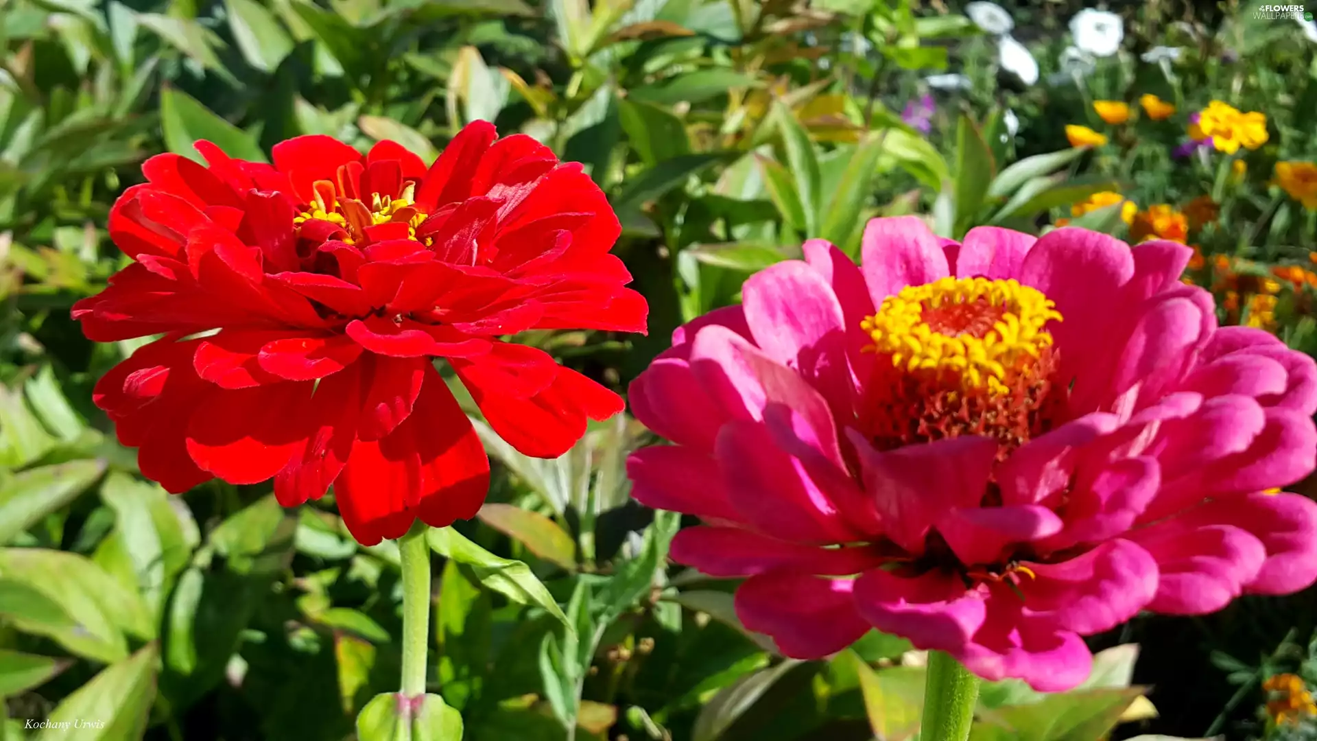 Two, Zinnias