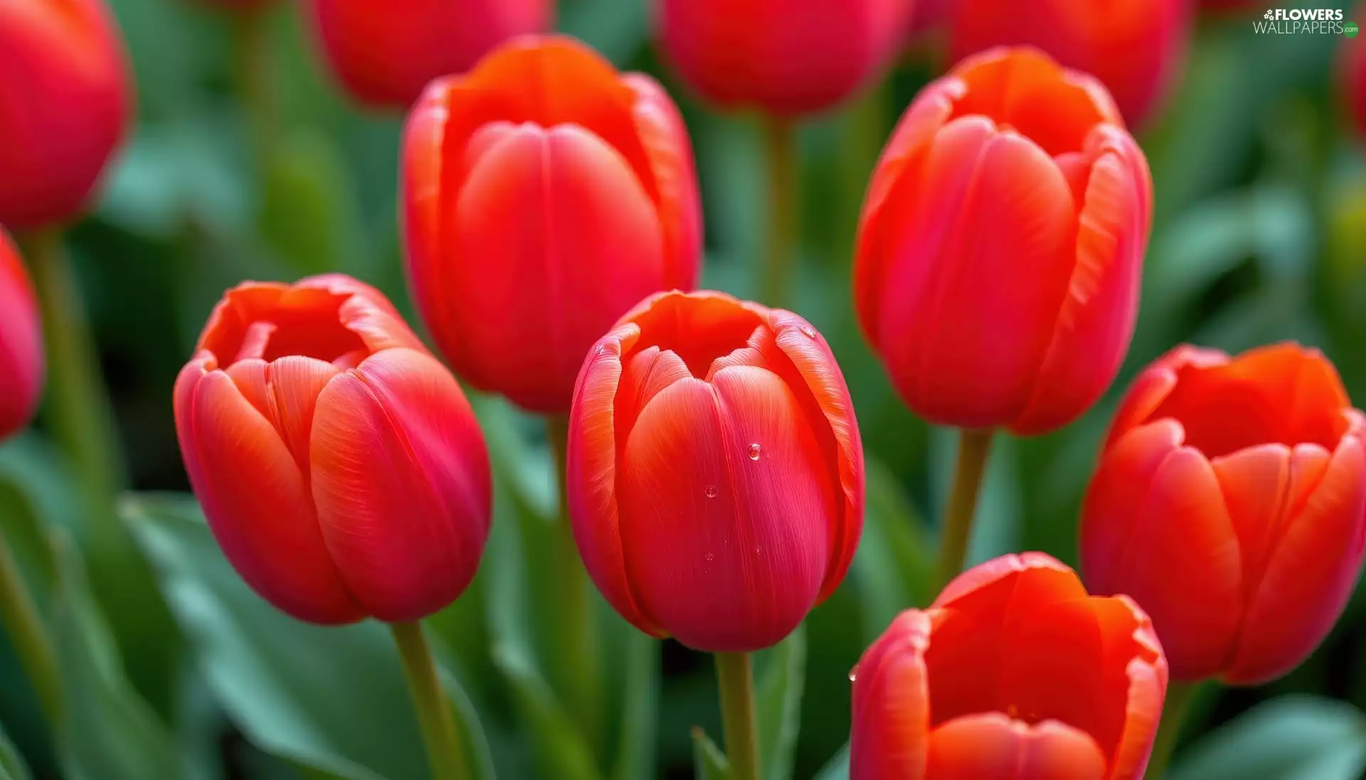 Red, Flowers, Tulips, undeveloped