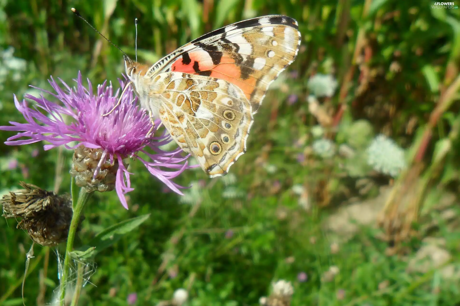 butterfly, an, thistle, undine