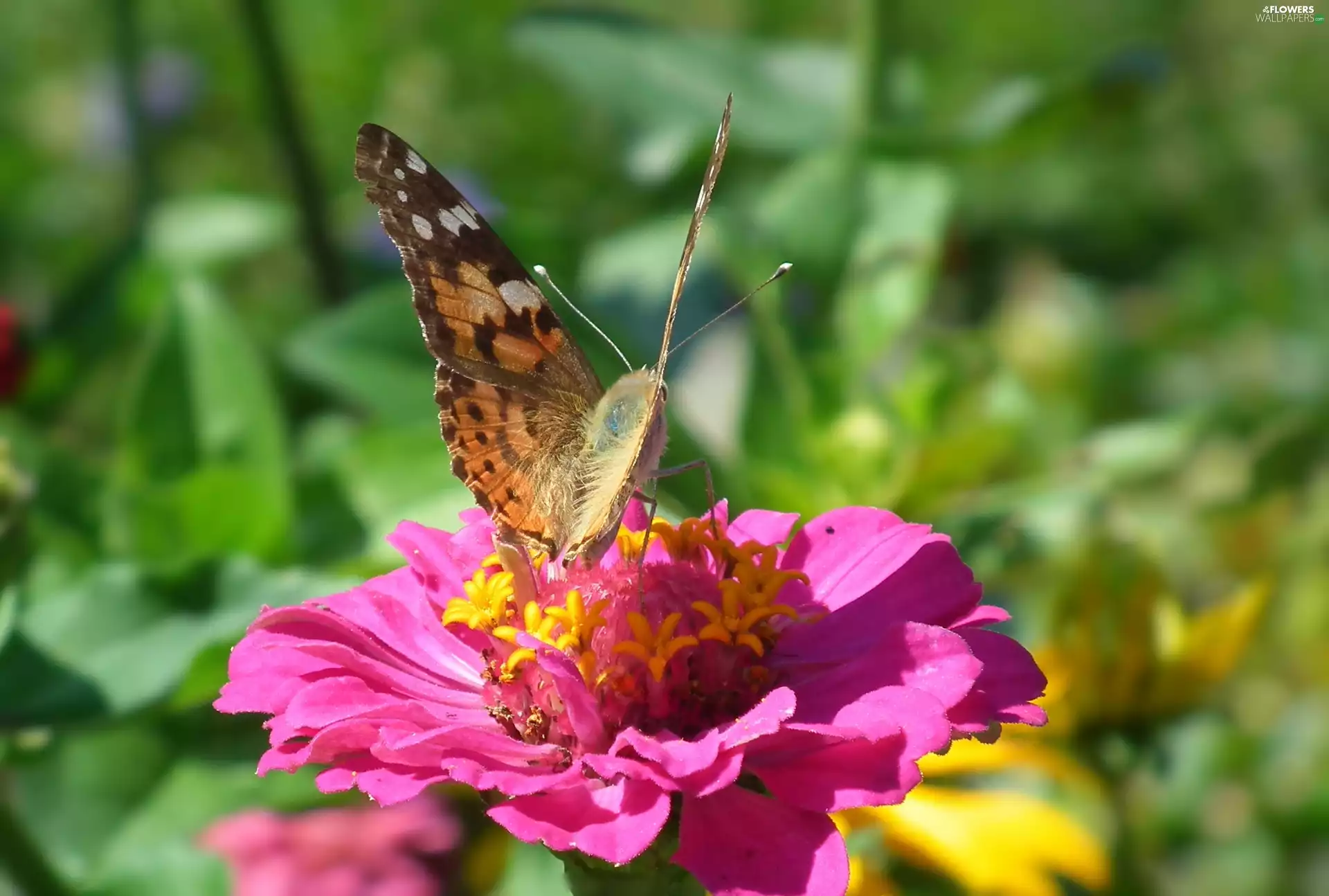 Colourfull Flowers, zinnia, undine, Cardui, butterfly