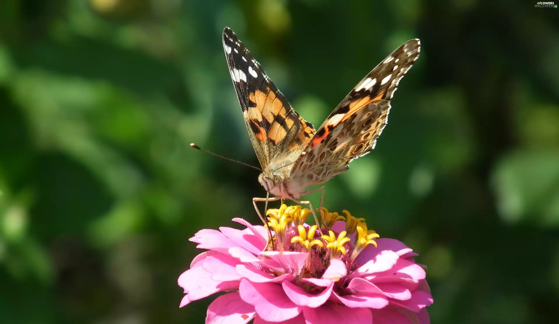 Colourfull Flowers, zinnia, undine, Cardui, butterfly