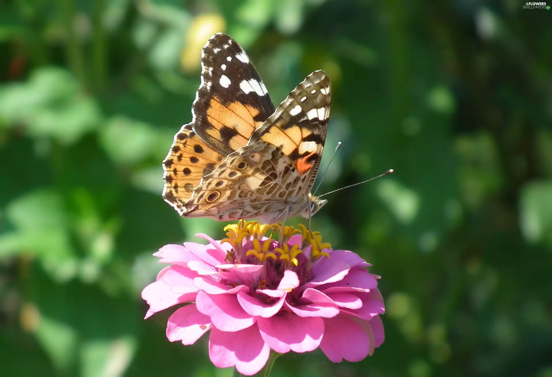 Colourfull Flowers, zinnia, undine, Cardui, butterfly