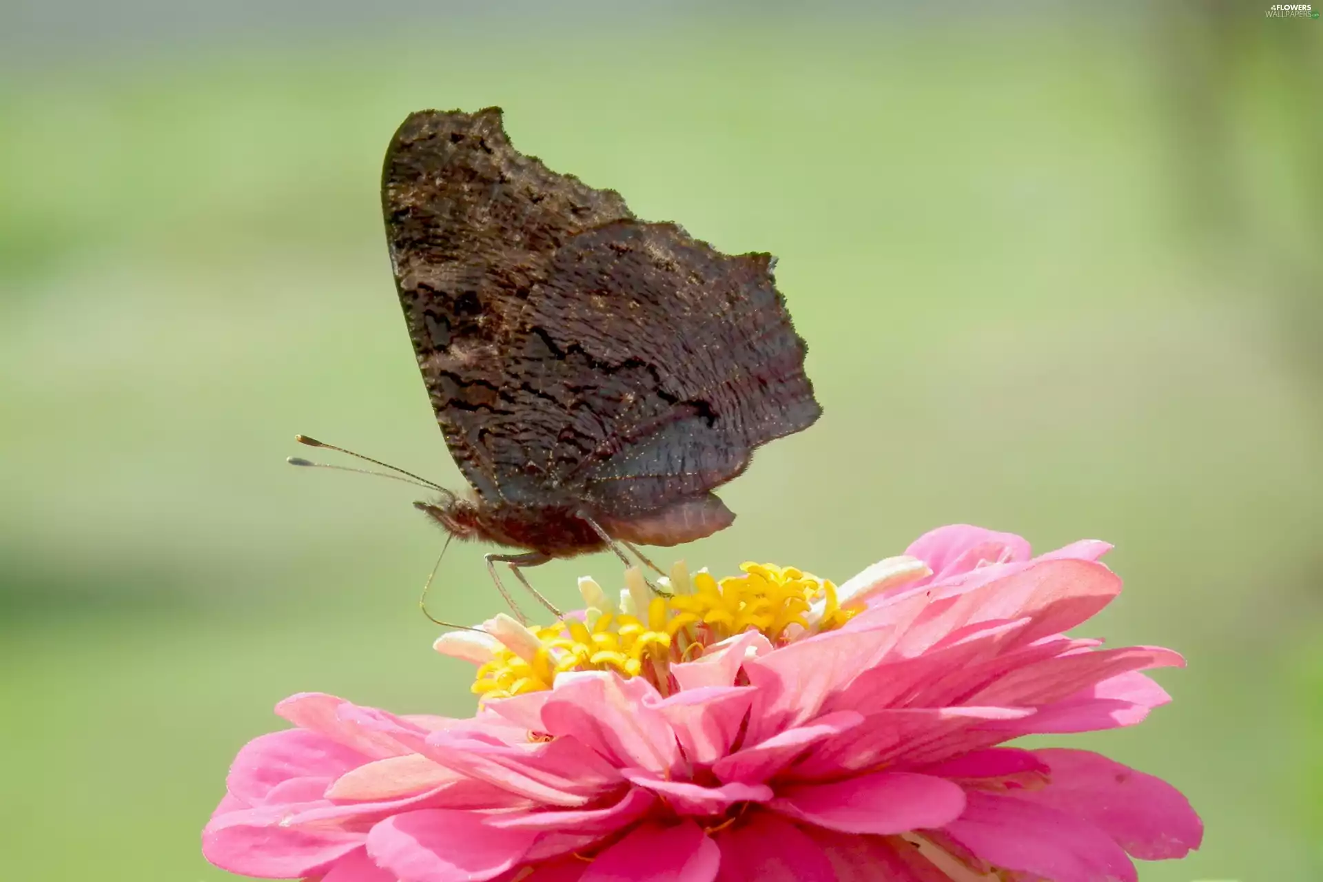 Colourfull Flowers, zinnia, undine, tortoiseshell, butterfly
