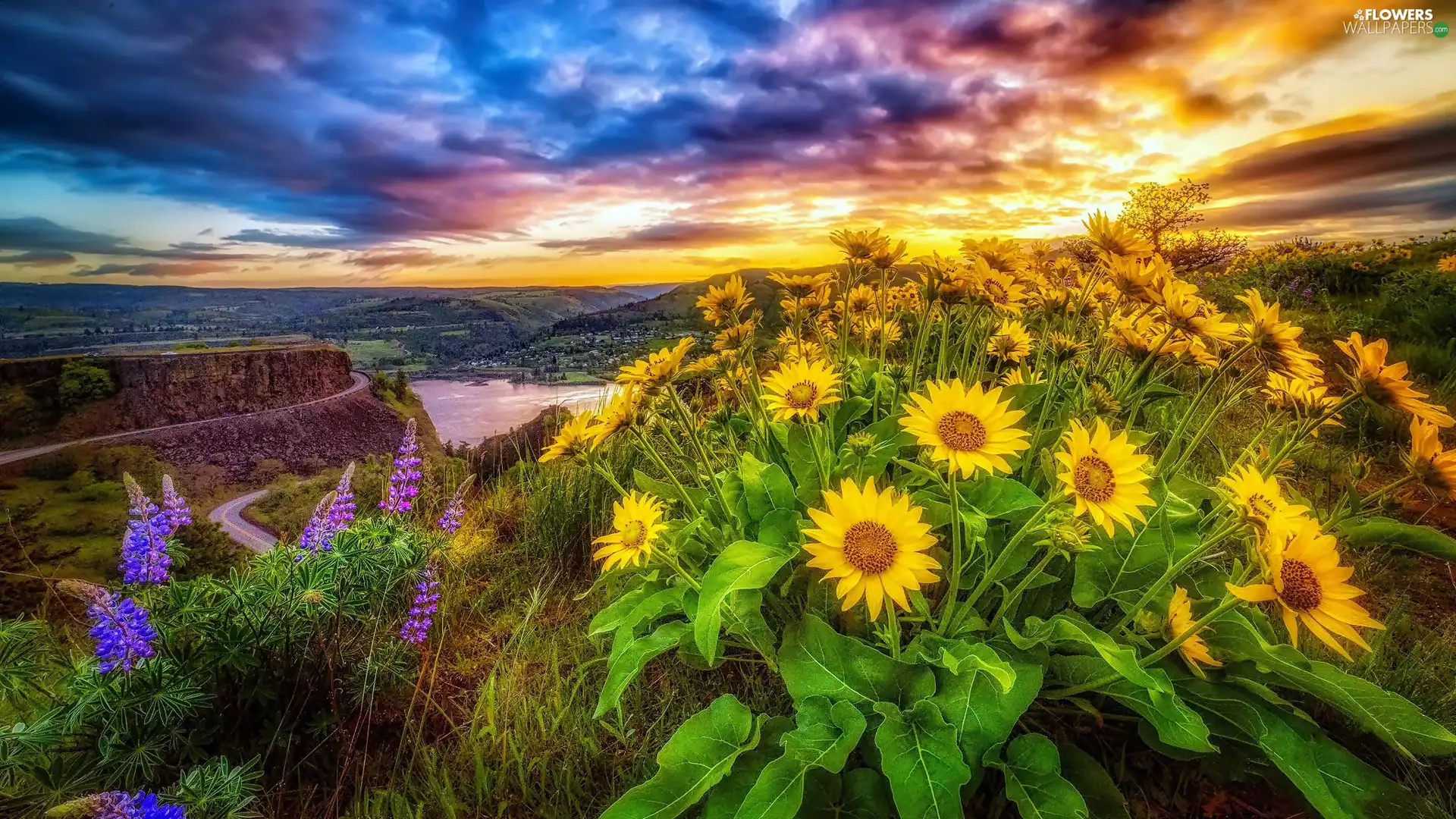 Columbia River, The United States, Great Sunsets, Sunflower decorative, canyon, State of Oregon