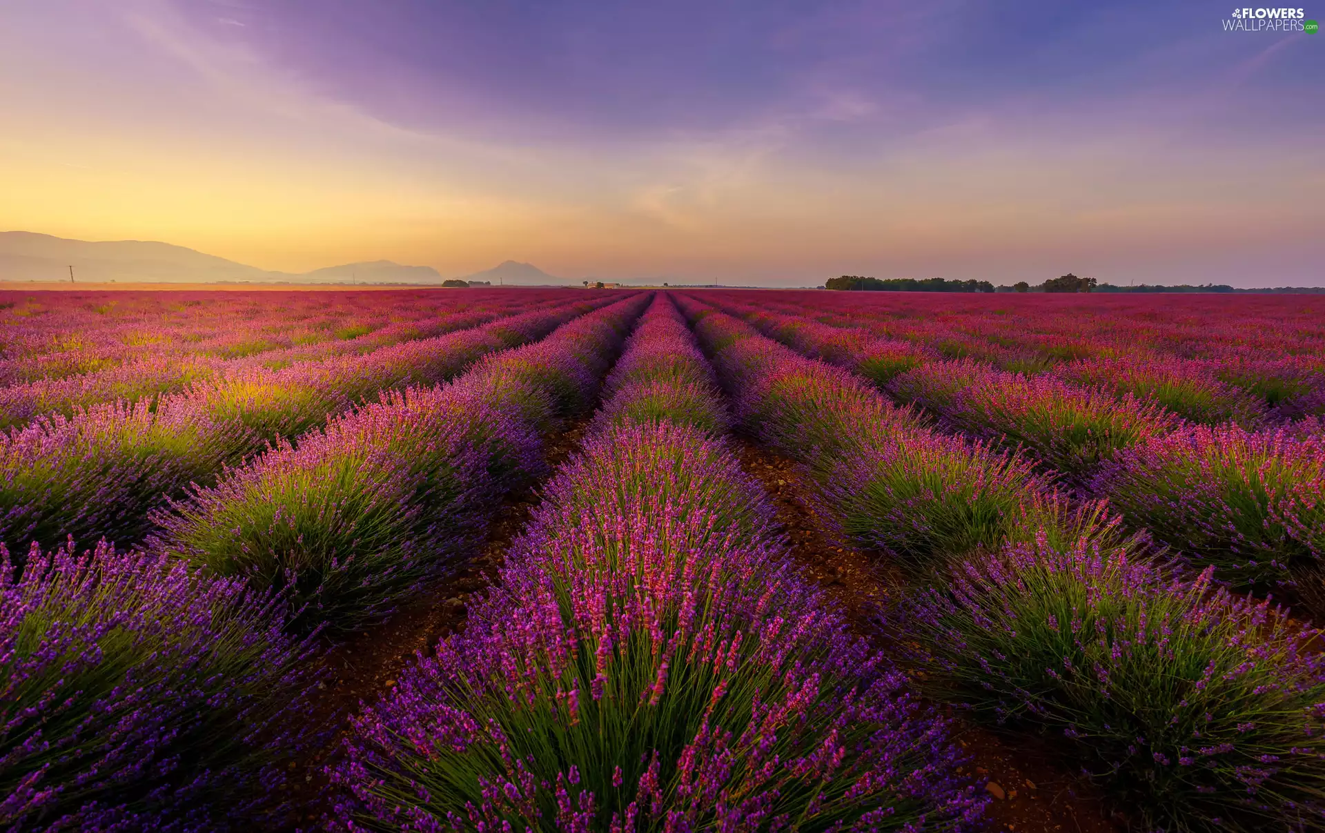 France, Field, lavender, Valensole