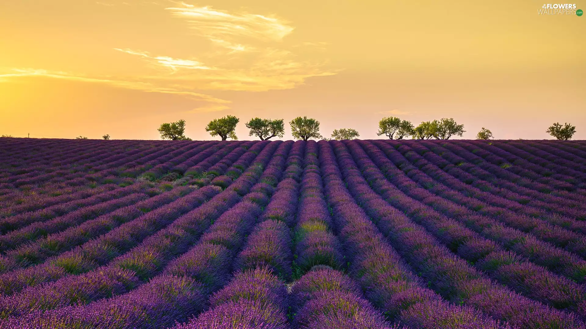 Field, Provence, trees, Valensole, France, lavender, viewes