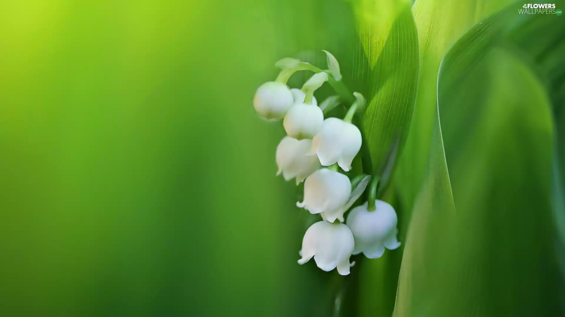Colourfull Flowers, blur, background, lily of the Valley