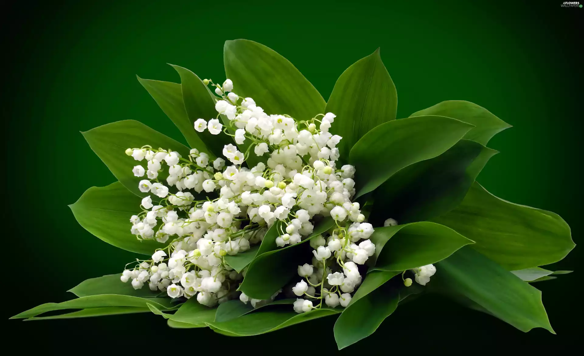 lily of the Valley, Flowers, bouquet
