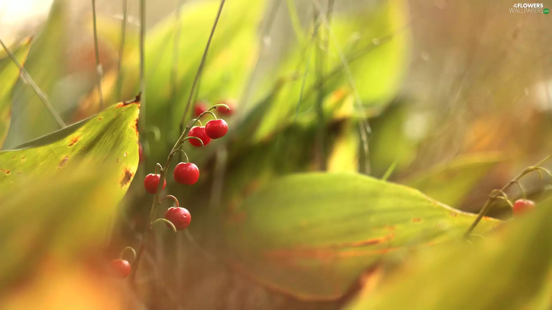 lily of the Valley, Red, Fruits