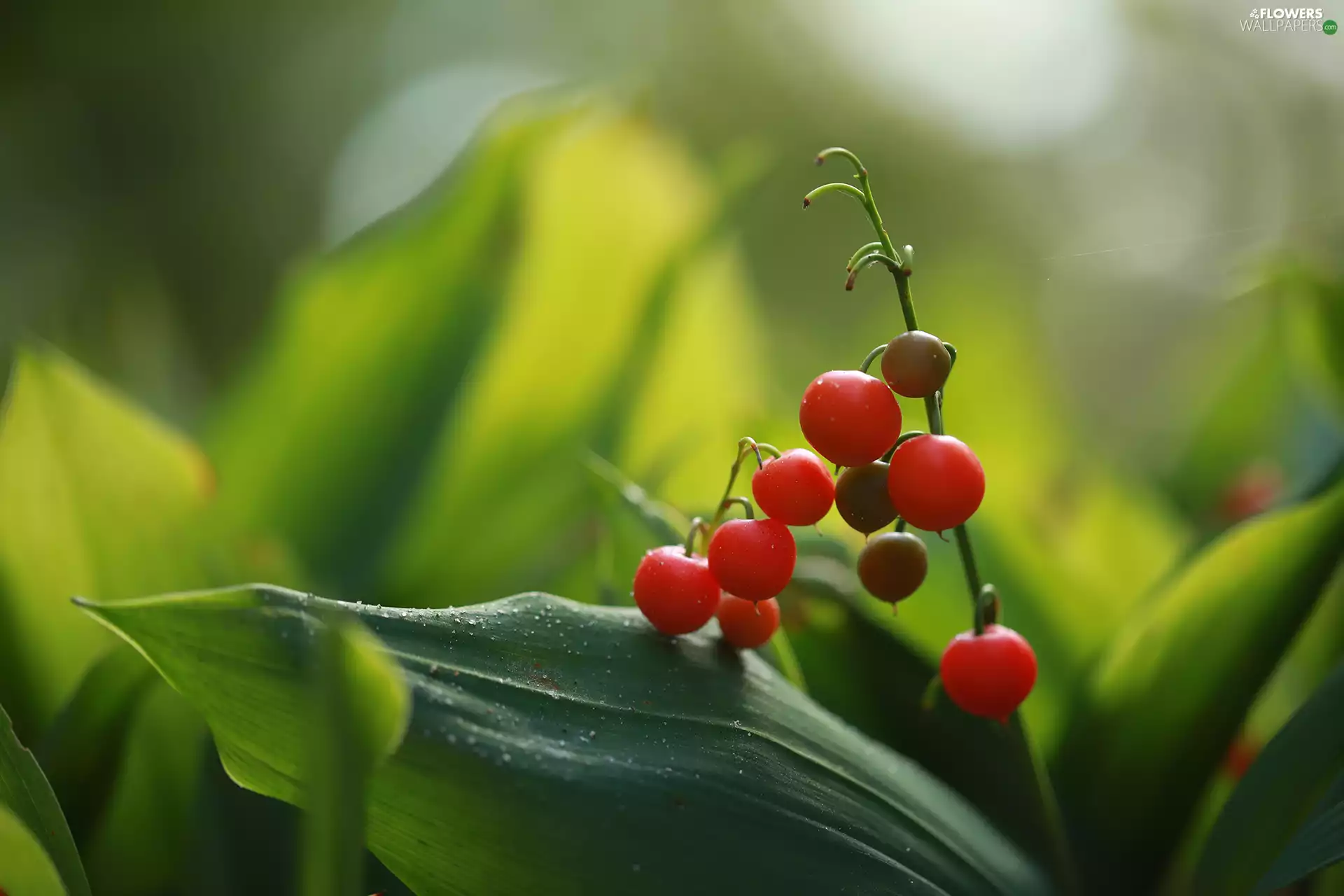 lily of the Valley, Red, Fruits