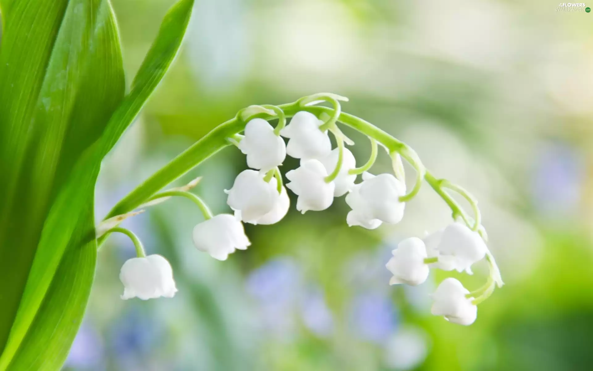 lily of the Valley