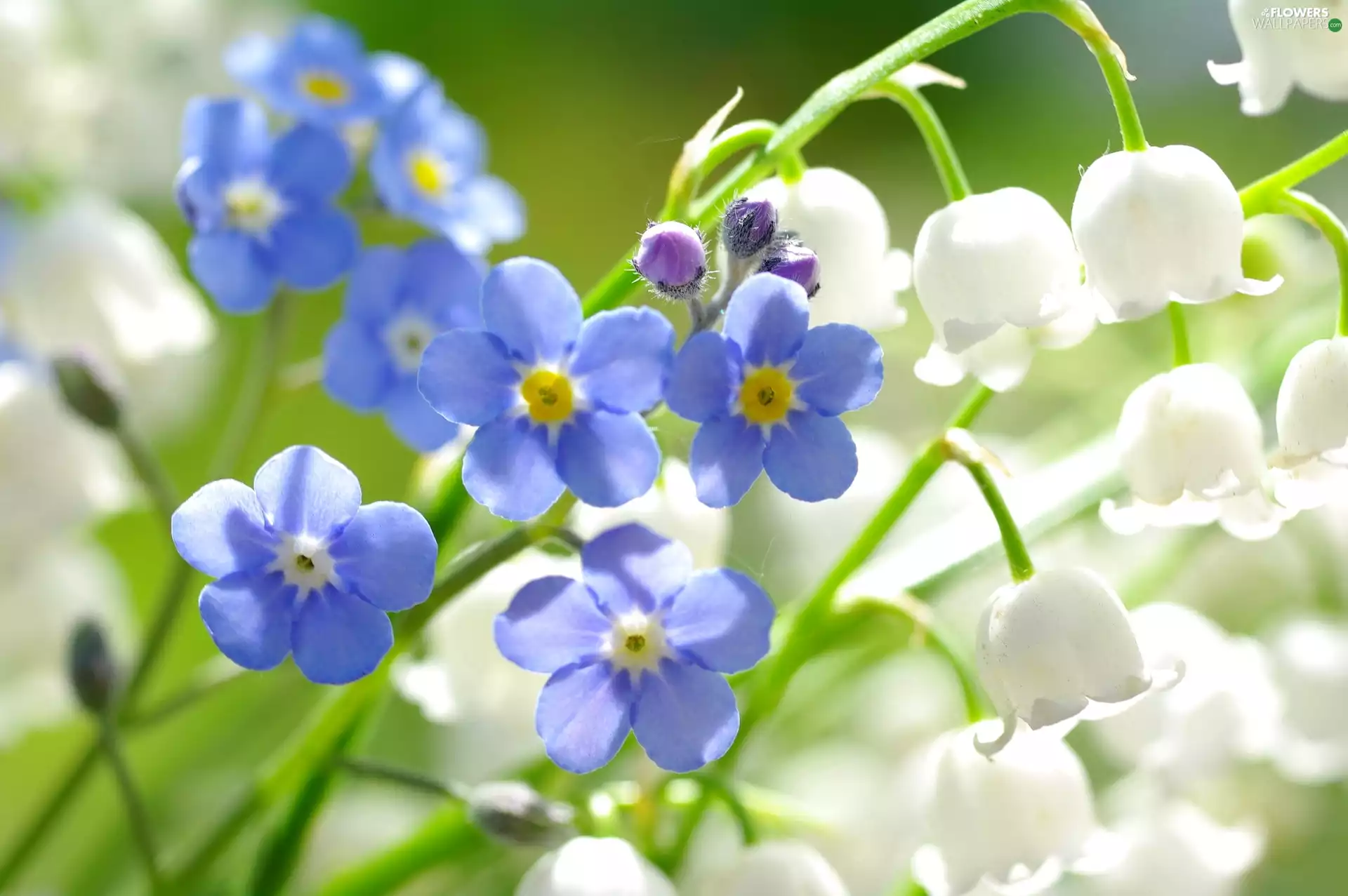 Flowers, forget-me-not, lily of the Valley