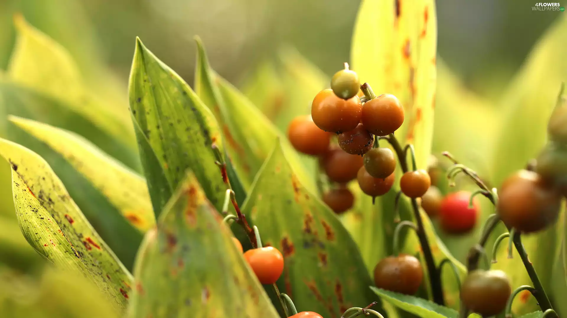 lily of the Valley, Fruits, blueberries, Red