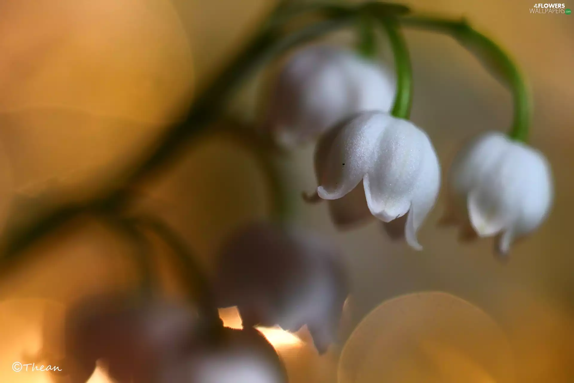 lily of the Valley, Flowers, Spring, White
