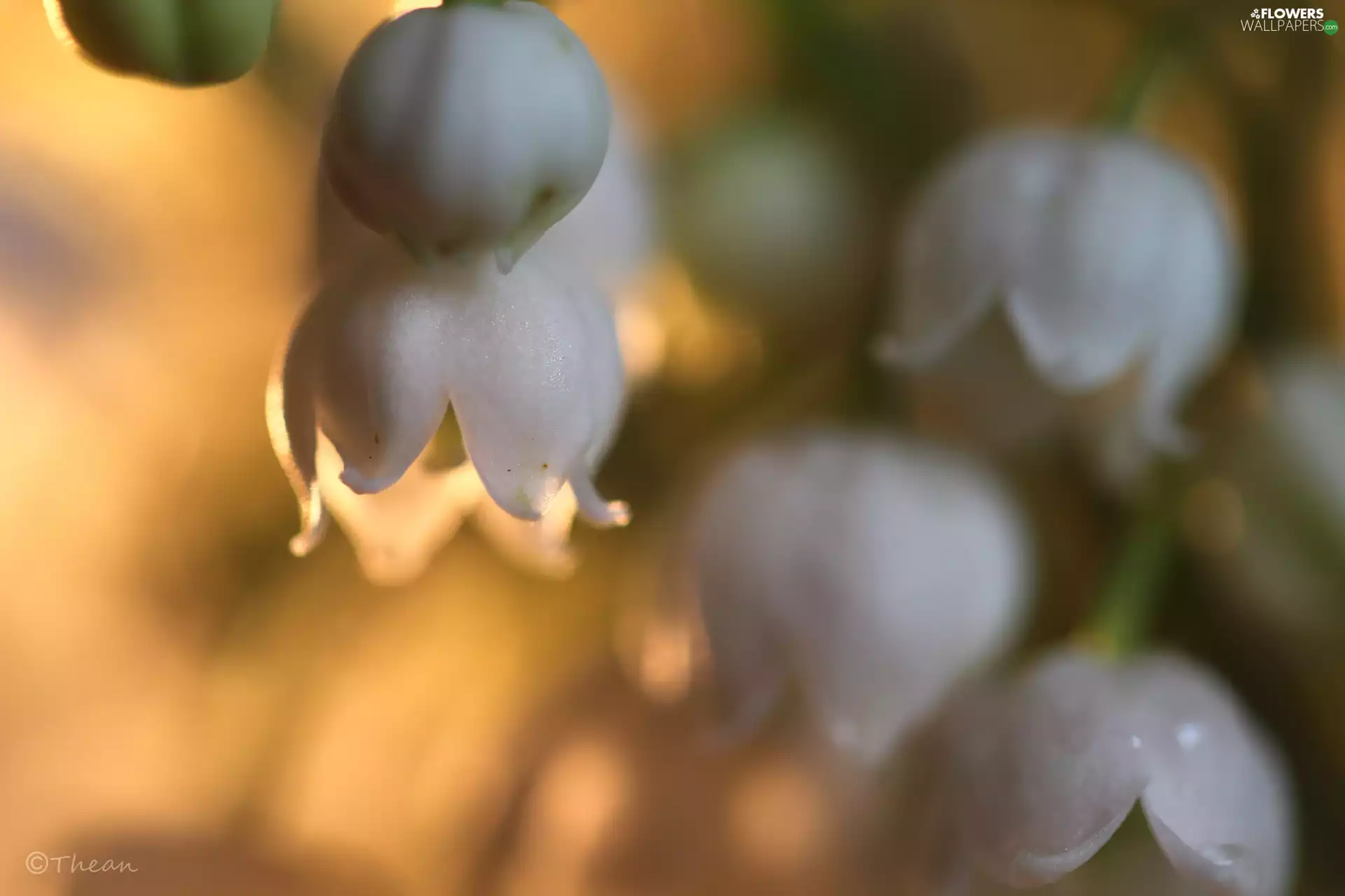 lily of the Valley, Flowers, Spring, White