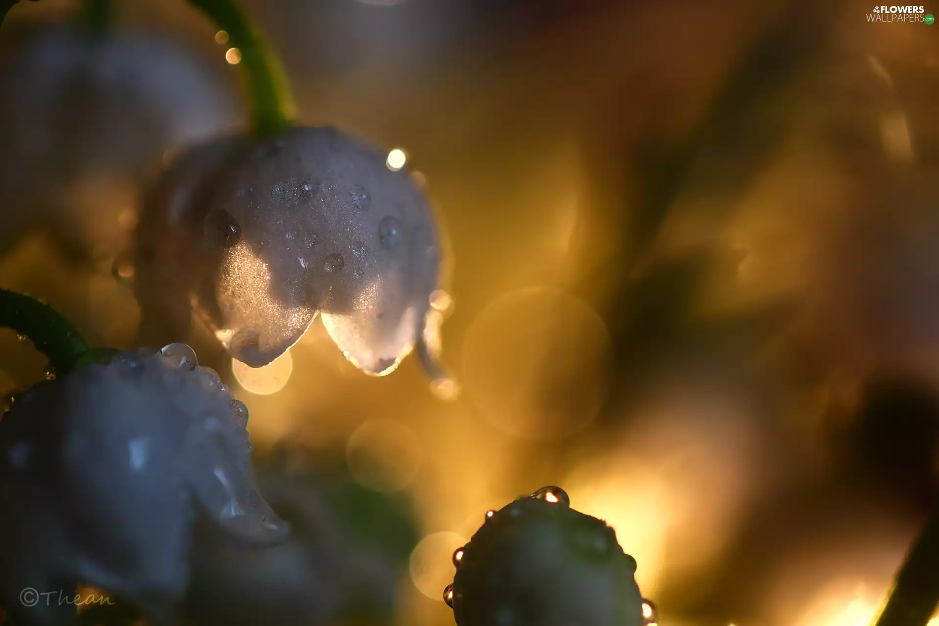 lily of the Valley, Flowers, Spring, White