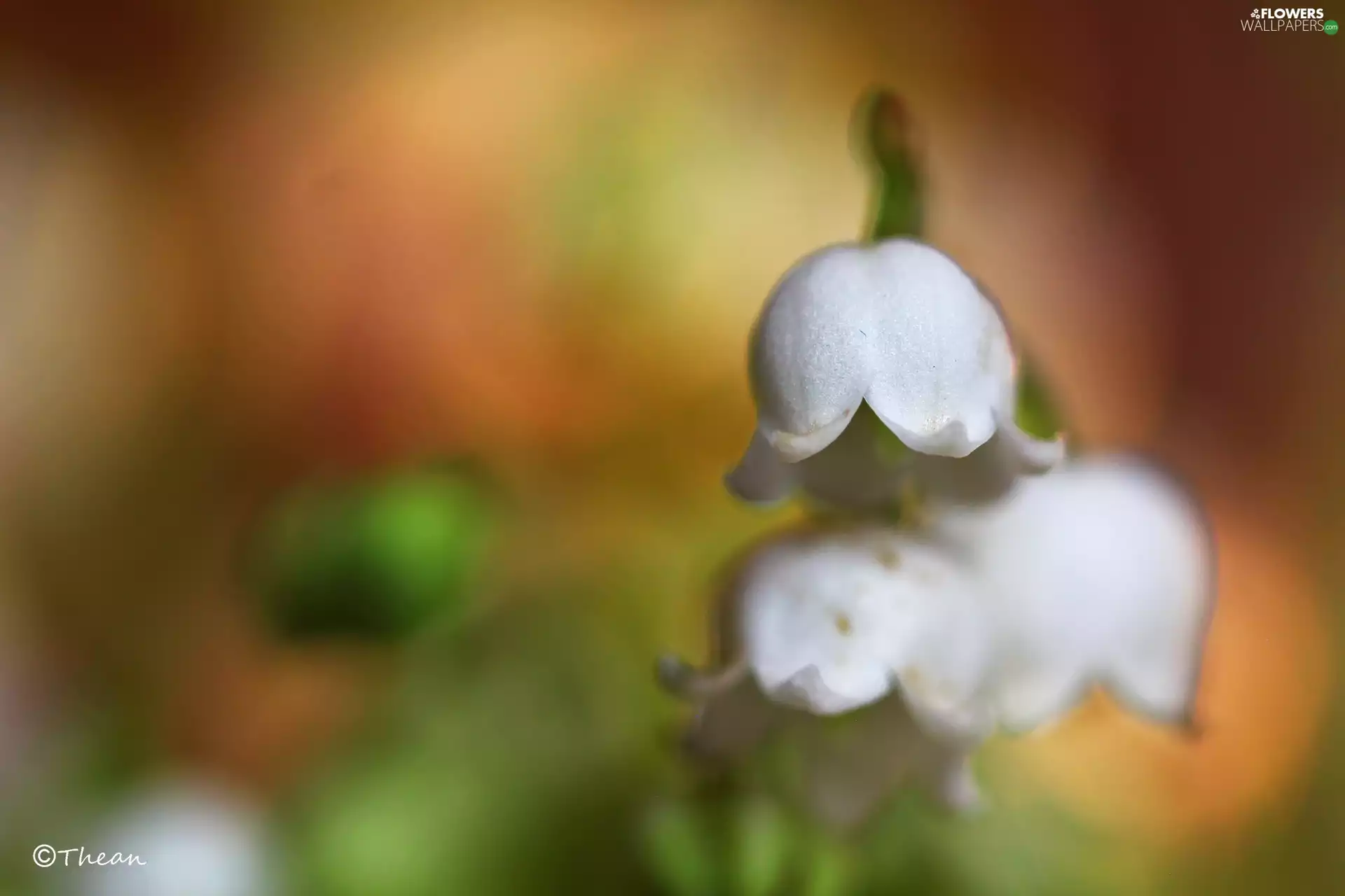 lily of the Valley, Flowers, Spring, White