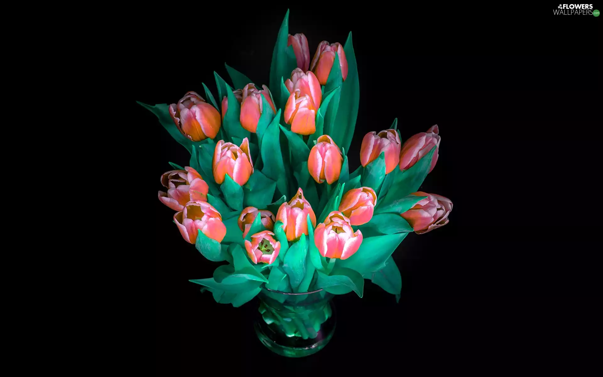 Red, Tulips, background, glass, Black, bouquet, Flowers, Vase
