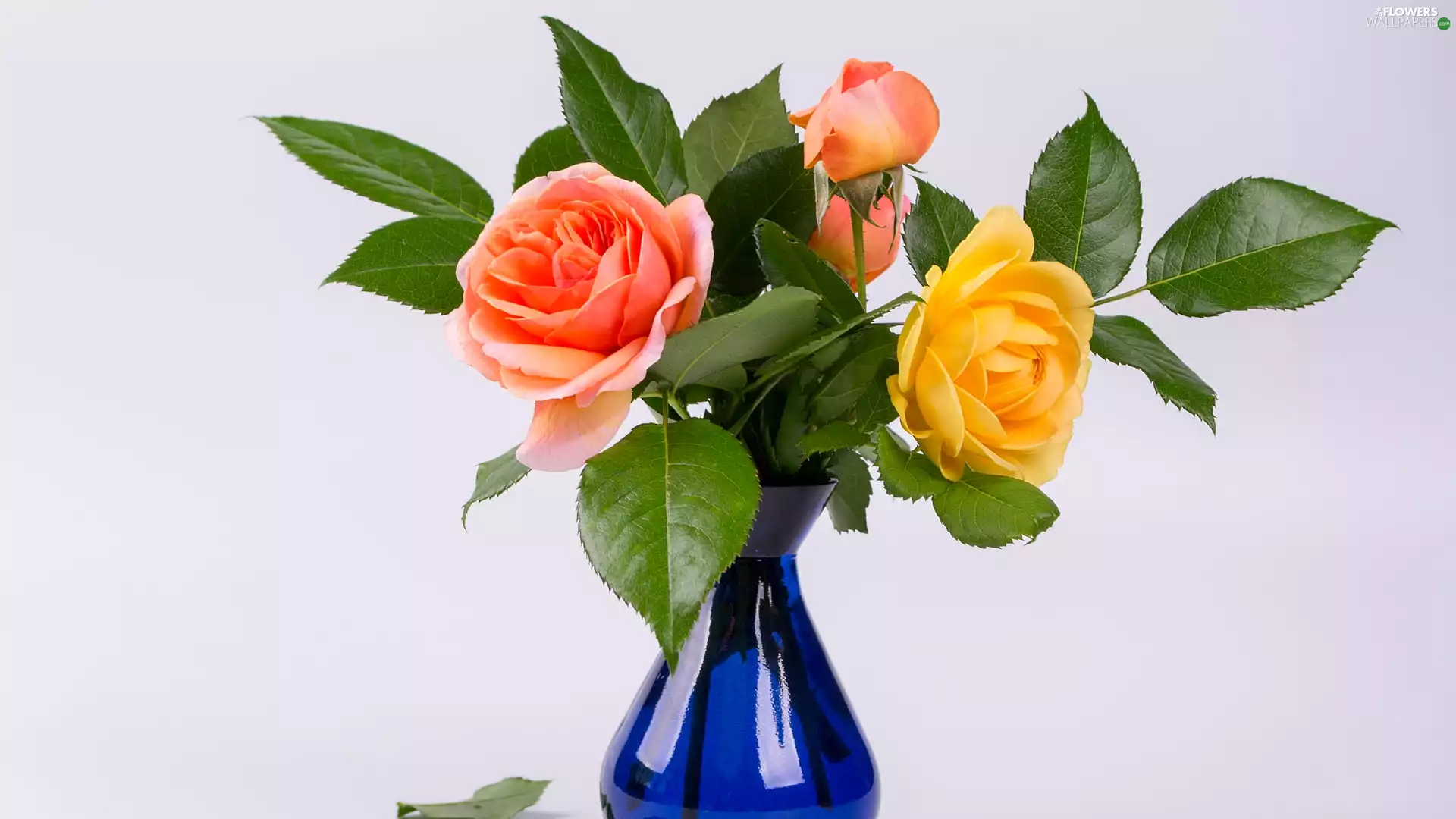 Vase, roses, blue
