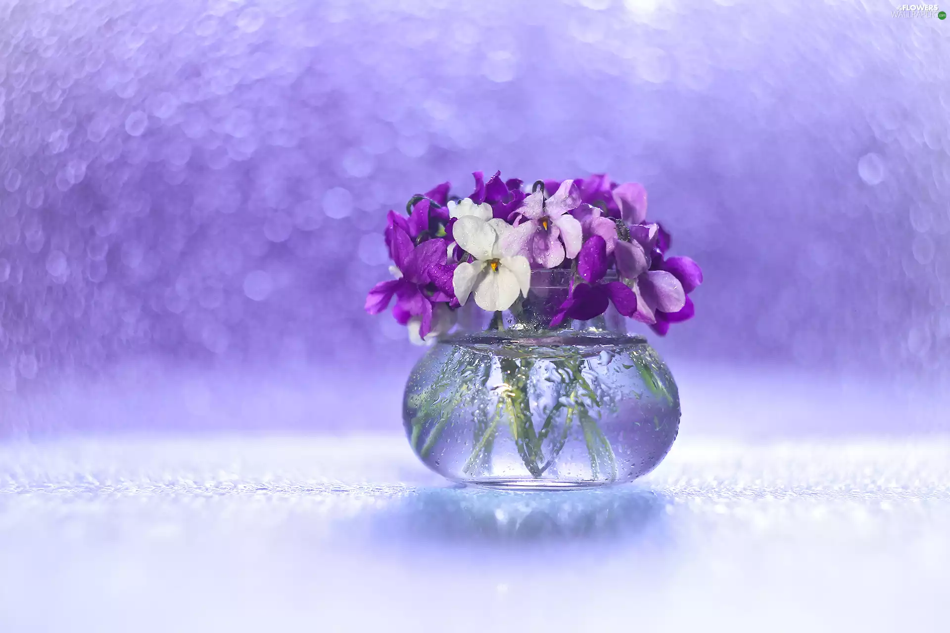 White, fragrant violets, Bokeh, decoration, vase, purple